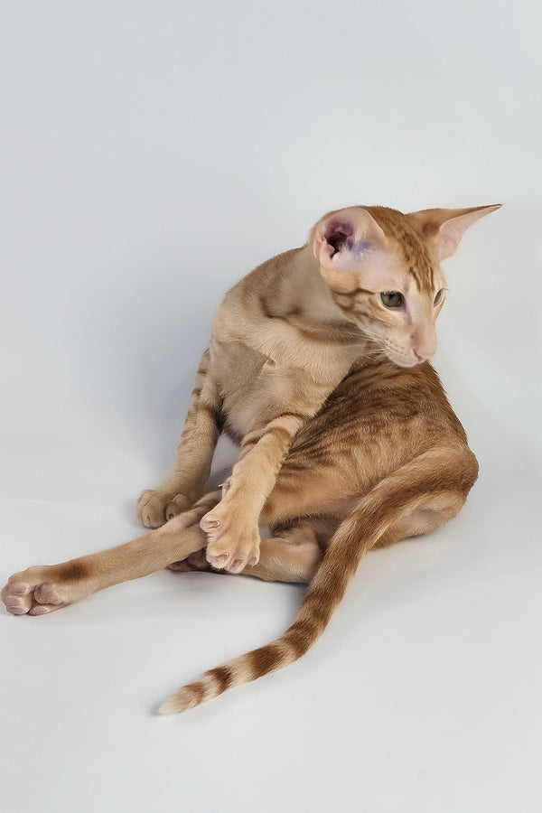 Uvar | Oriental Shorthair Kitten