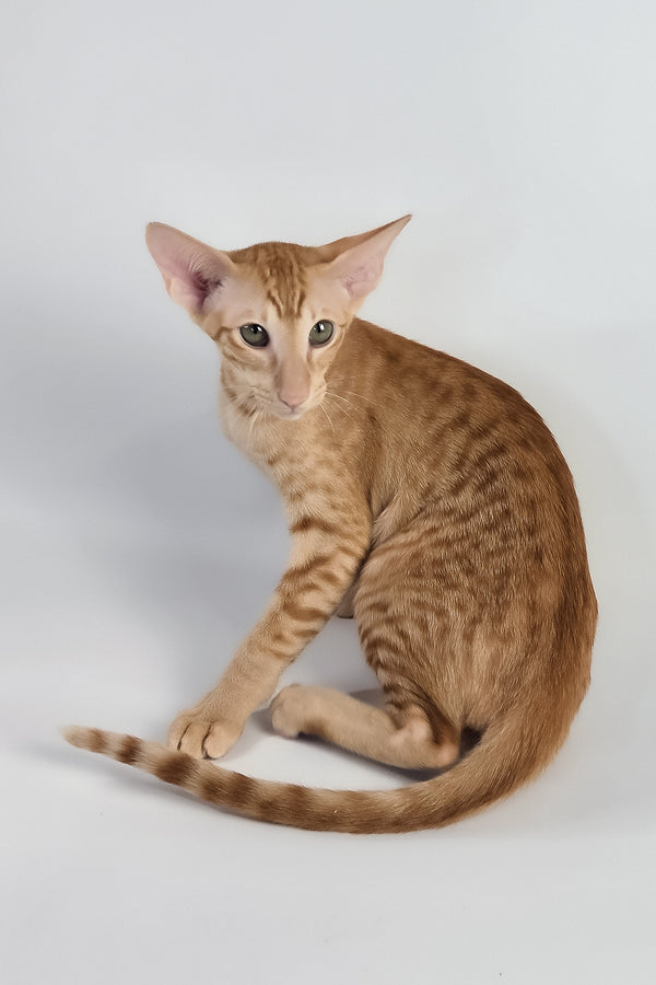 Uvar | Oriental Shorthair Kitten