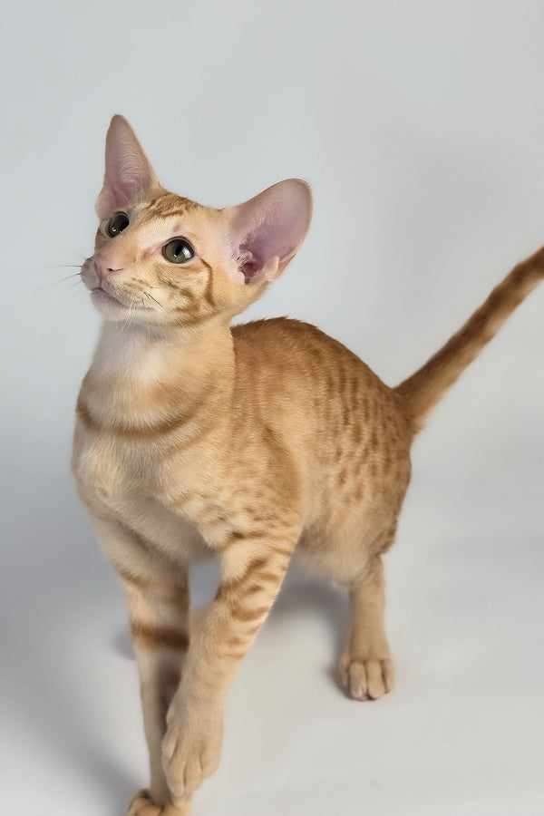 Uvar | Oriental Shorthair Kitten