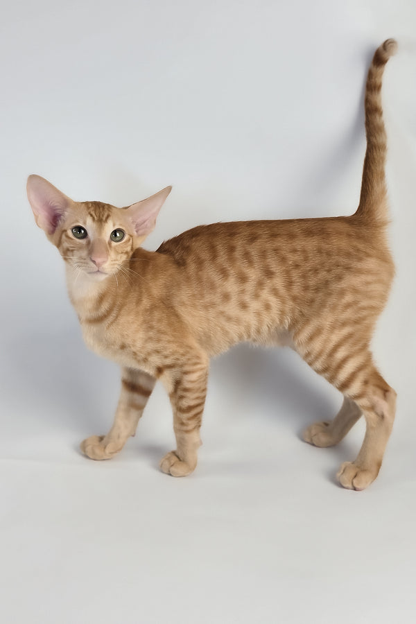 Uvar | Oriental Shorthair Kitten