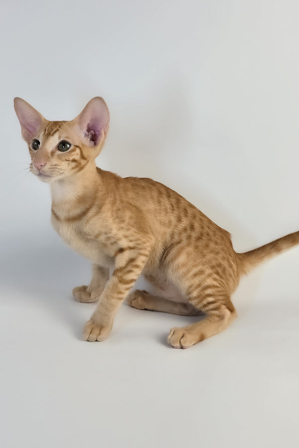 Uvar | Oriental Shorthair Kitten