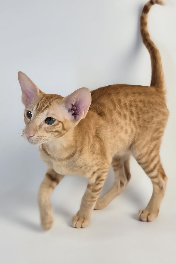Uvar | Oriental Shorthair Kitten