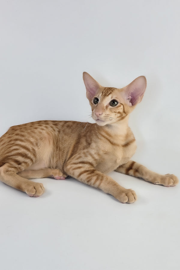 Uvar | Oriental Shorthair Kitten