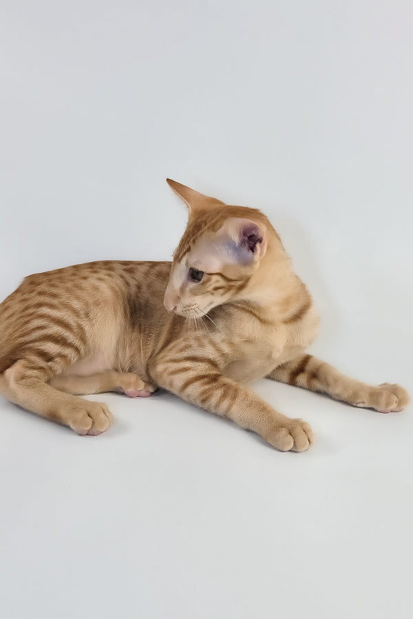 Uvar | Oriental Shorthair Kitten