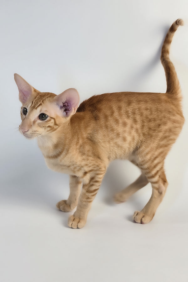 Uvar | Oriental Shorthair Kitten