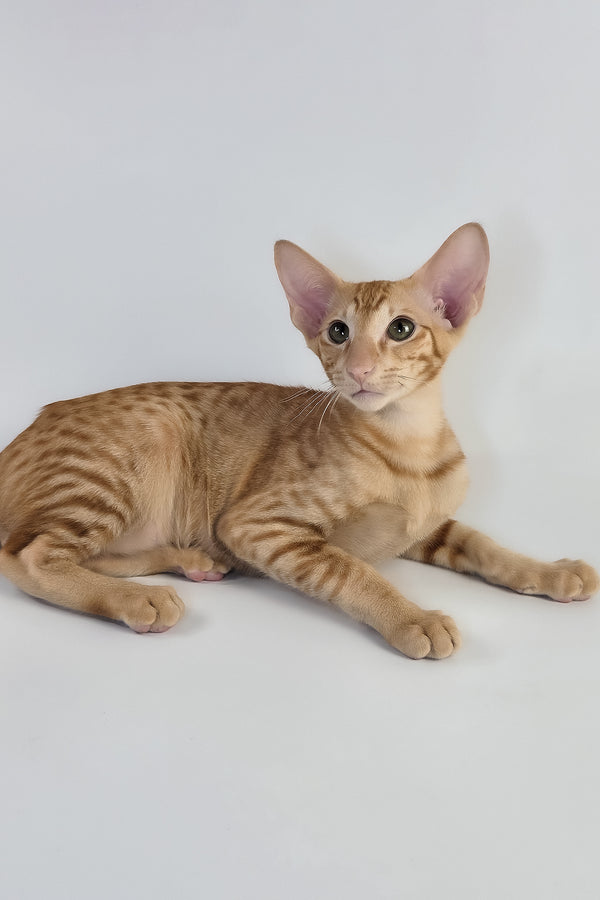 Uvar | Oriental Shorthair Kitten