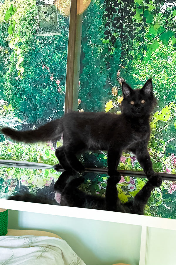 Valiant | Maine Coon Kitten