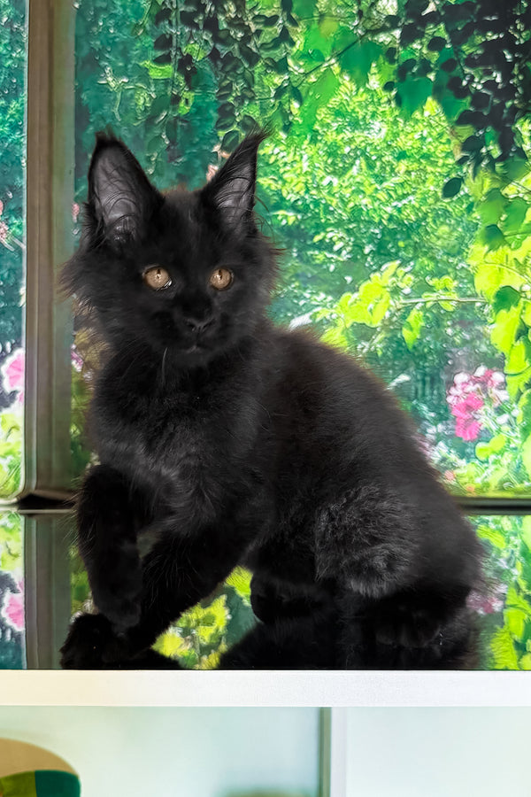 Valiant | Maine Coon Kitten