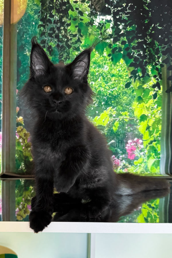 Valiant | Maine Coon Kitten