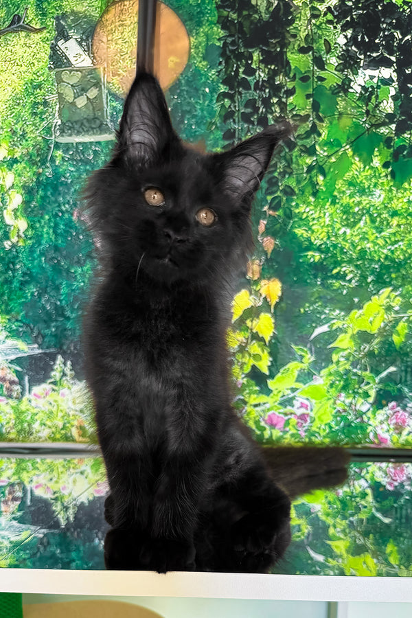 Valiant | Maine Coon Kitten