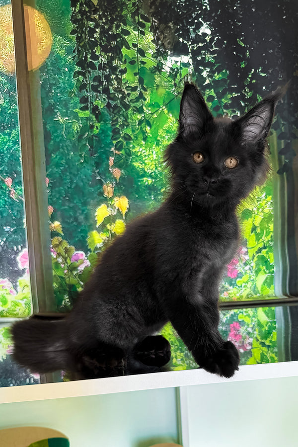 Valiant | Maine Coon Kitten
