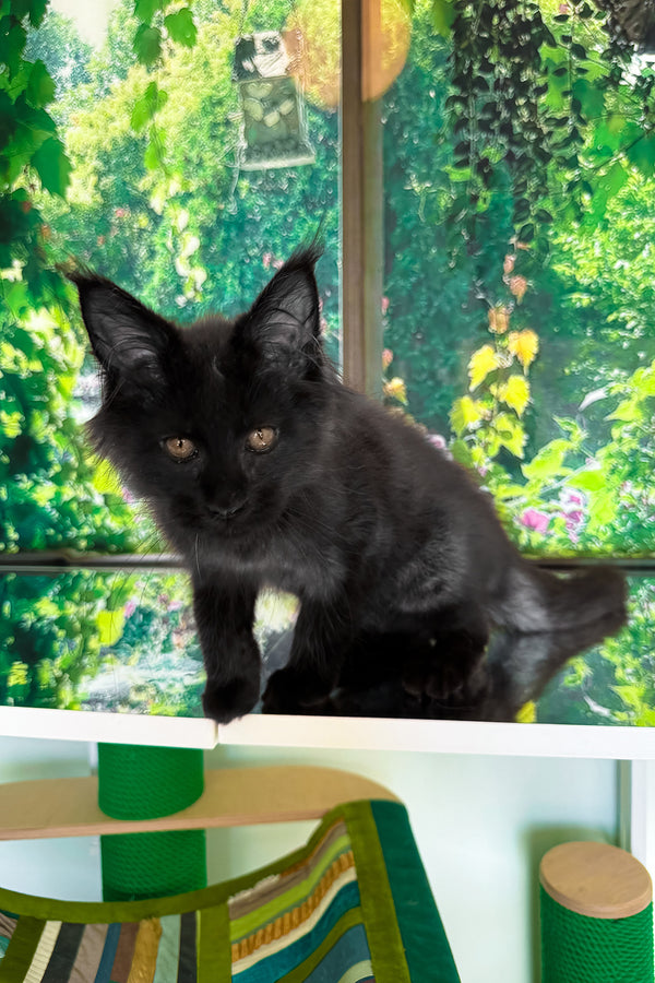 Valiant | Maine Coon Kitten