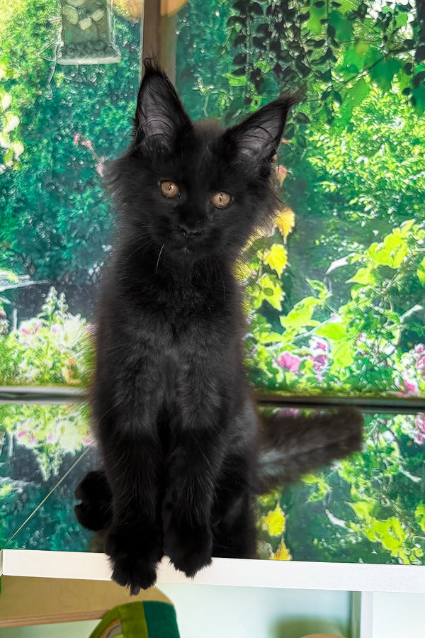 Valiant | Maine Coon Kitten