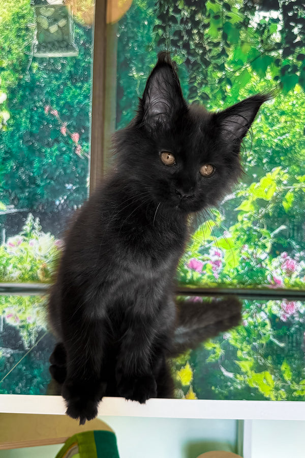 Valiant | Maine Coon Kitten