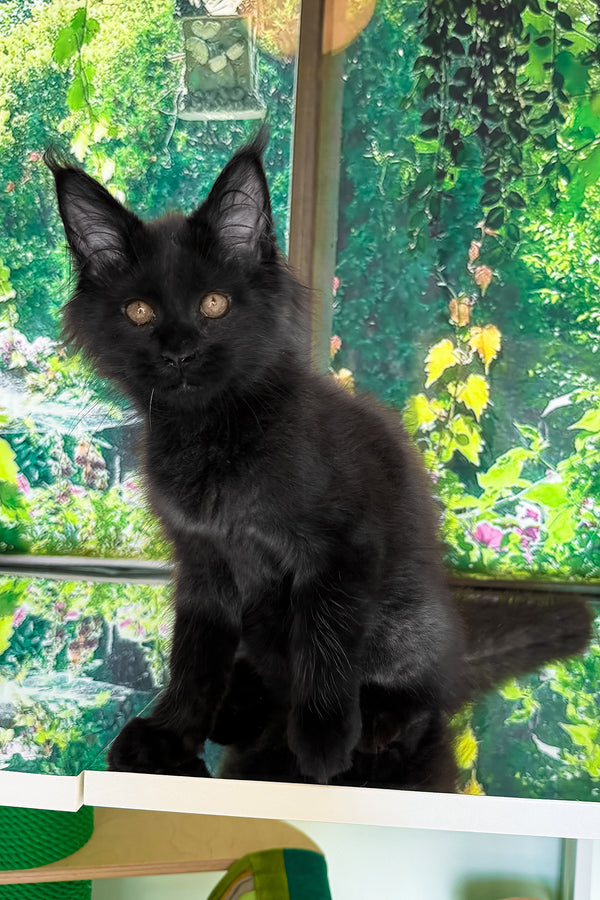 Valiant | Maine Coon Kitten