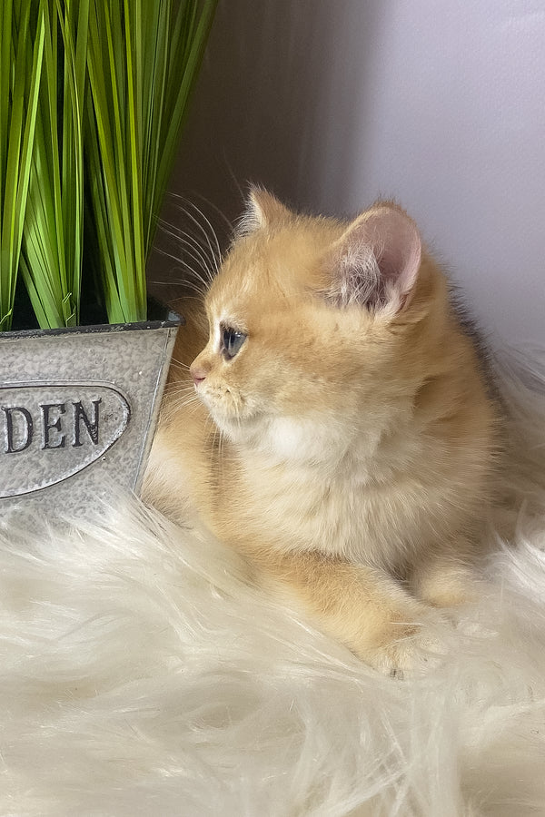 Valiy | British Shorthair Kitten