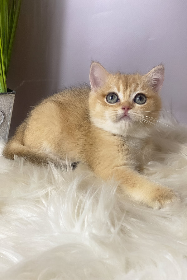 Valiy | British Shorthair Kitten