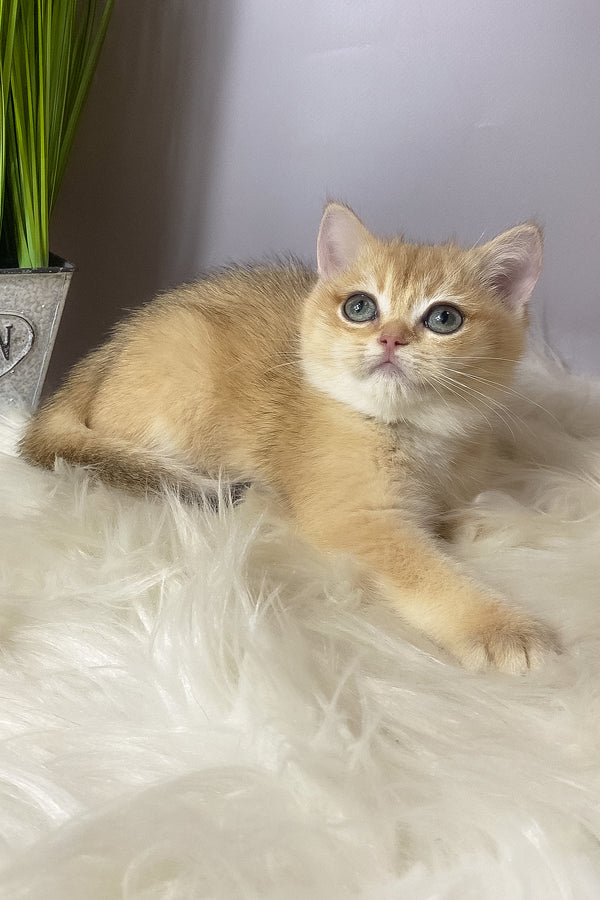 Valiy | British Shorthair Kitten