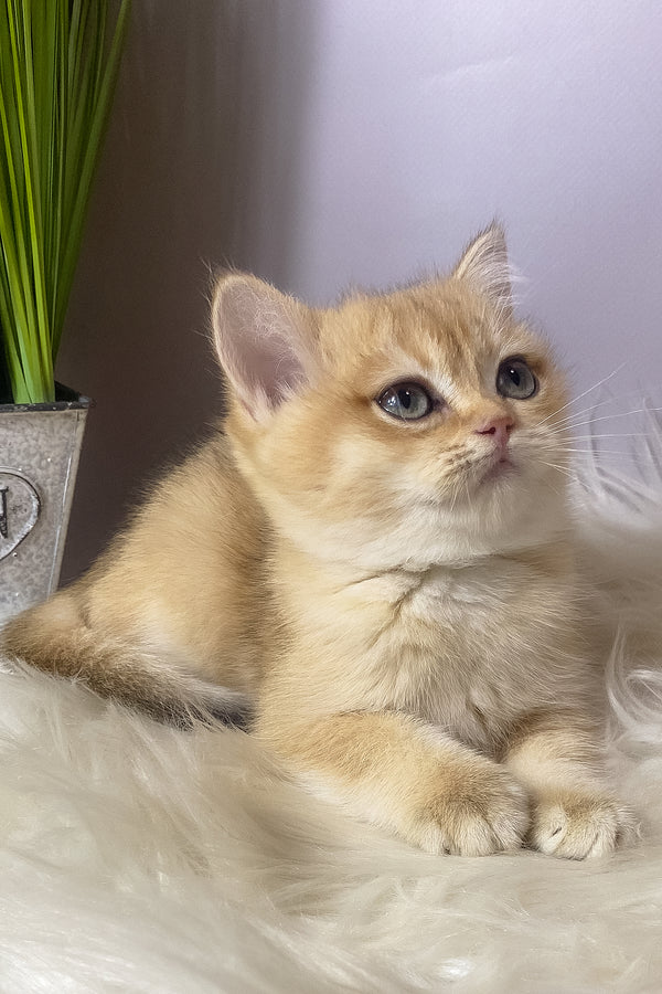 Valiy | British Shorthair Kitten