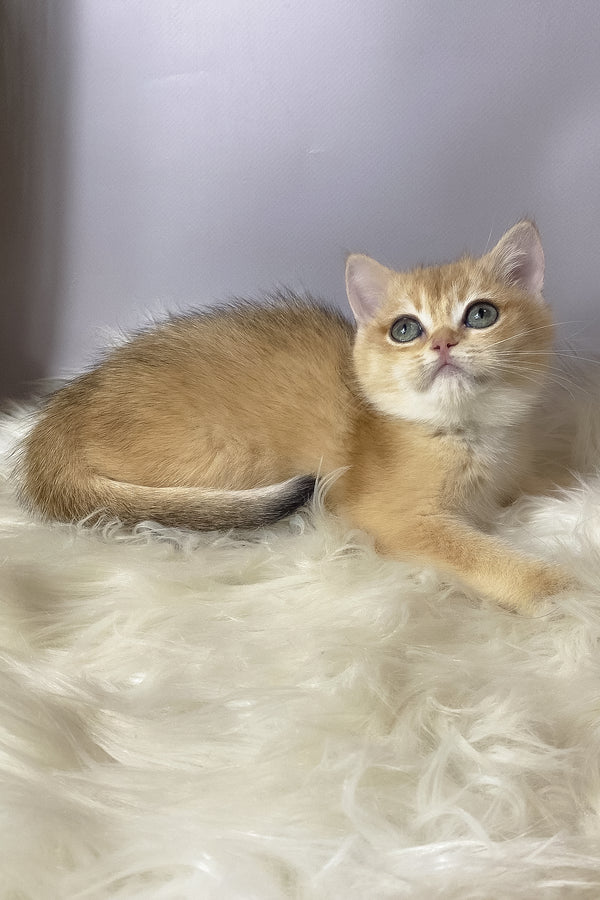 Valiy | British Shorthair Kitten