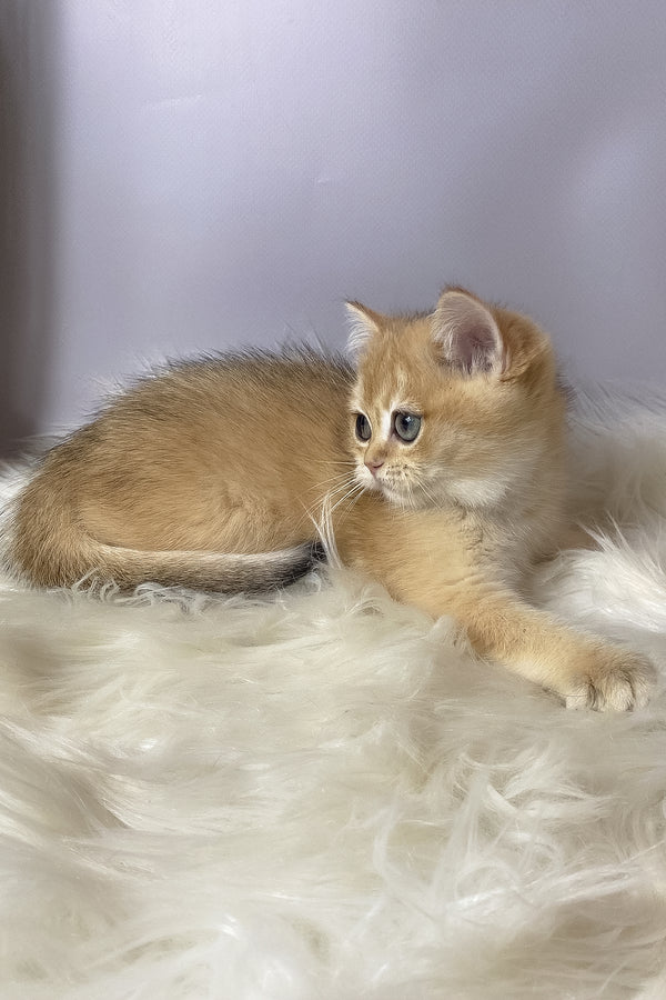 Valiy | British Shorthair Kitten