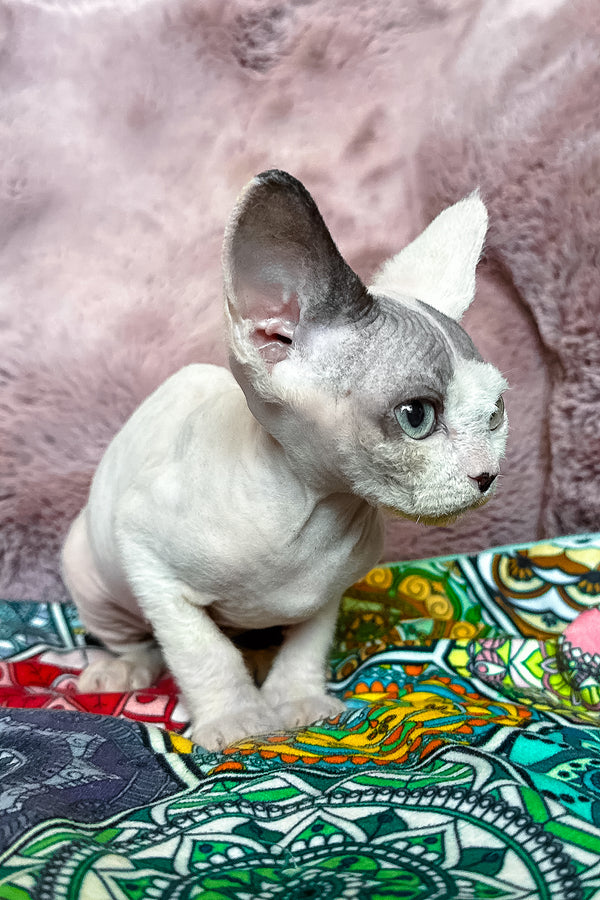 Van | Devon Rex Kitten
