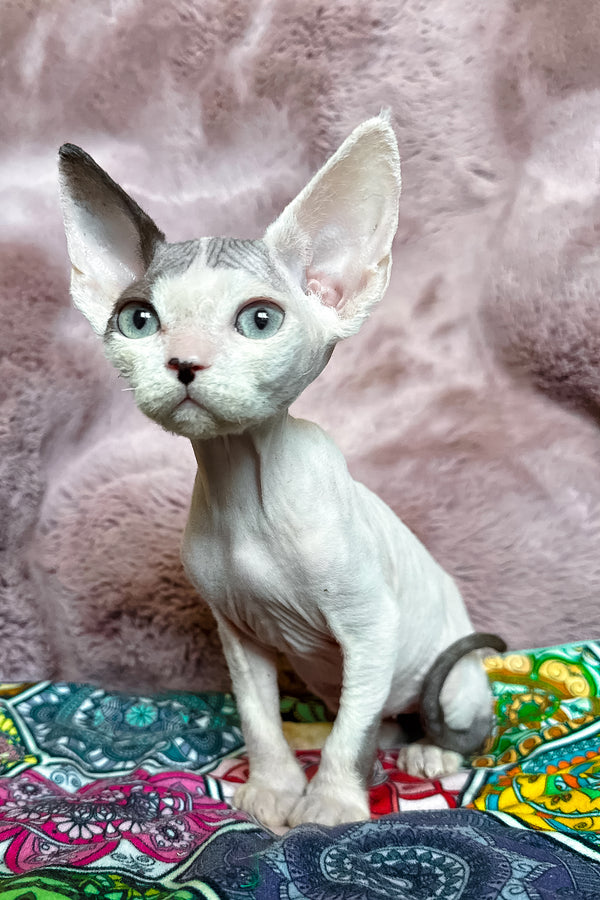 Van | Devon Rex Kitten