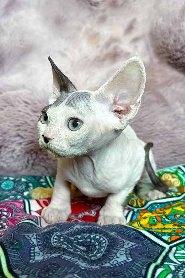 Van | Devon Rex Kitten