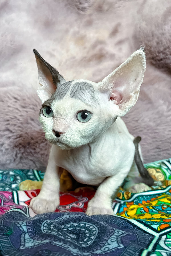 Van | Devon Rex Kitten