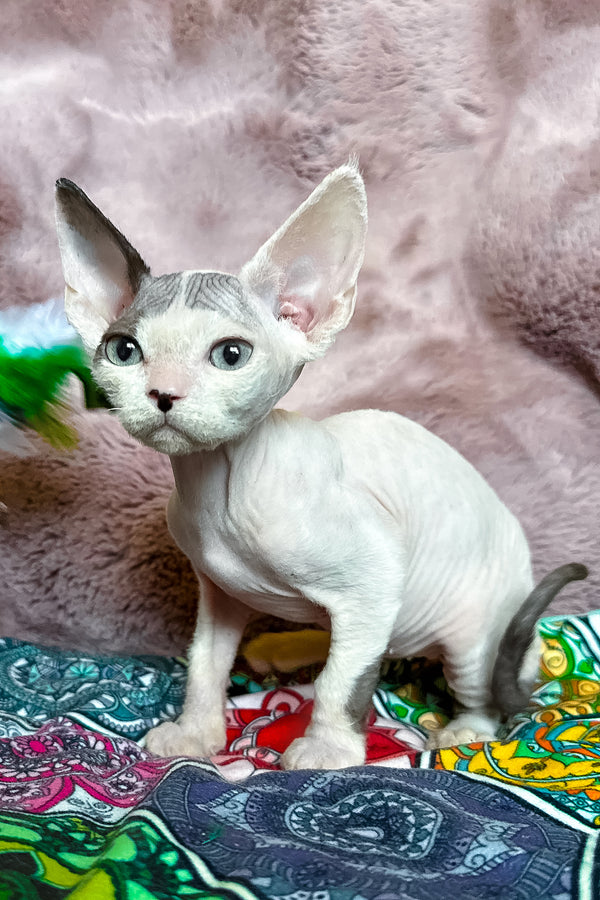 Van | Devon Rex Kitten