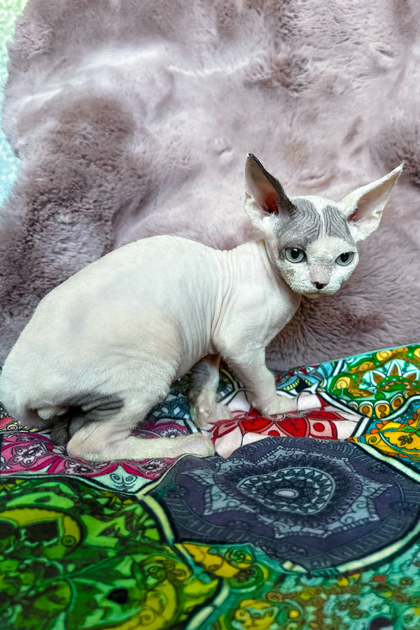 Van | Devon Rex Kitten
