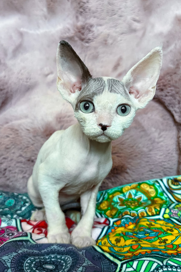 Van | Devon Rex Kitten