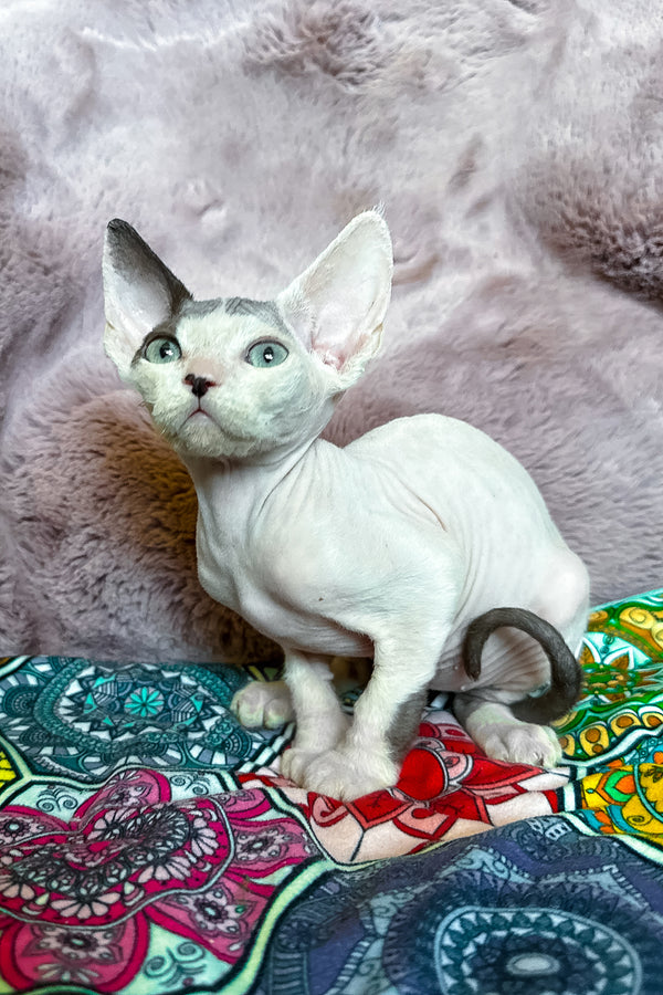 Van | Devon Rex Kitten
