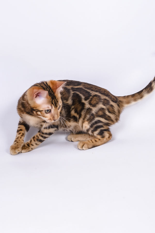 Vanessa | Bengal Kitten