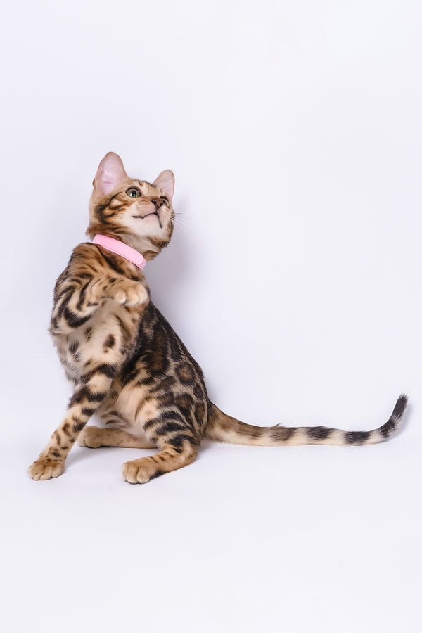 Vanessa | Bengal Kitten