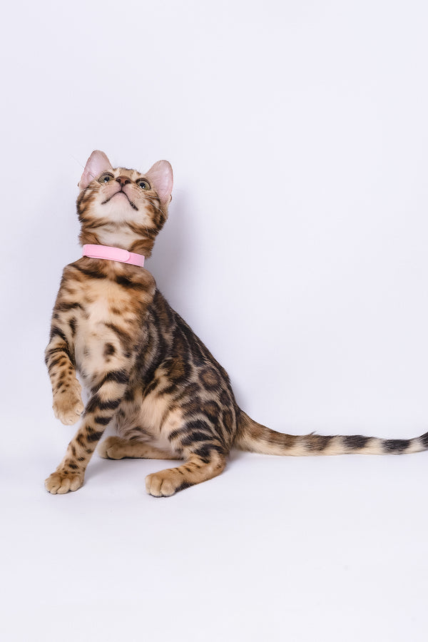 Vanessa | Bengal Kitten