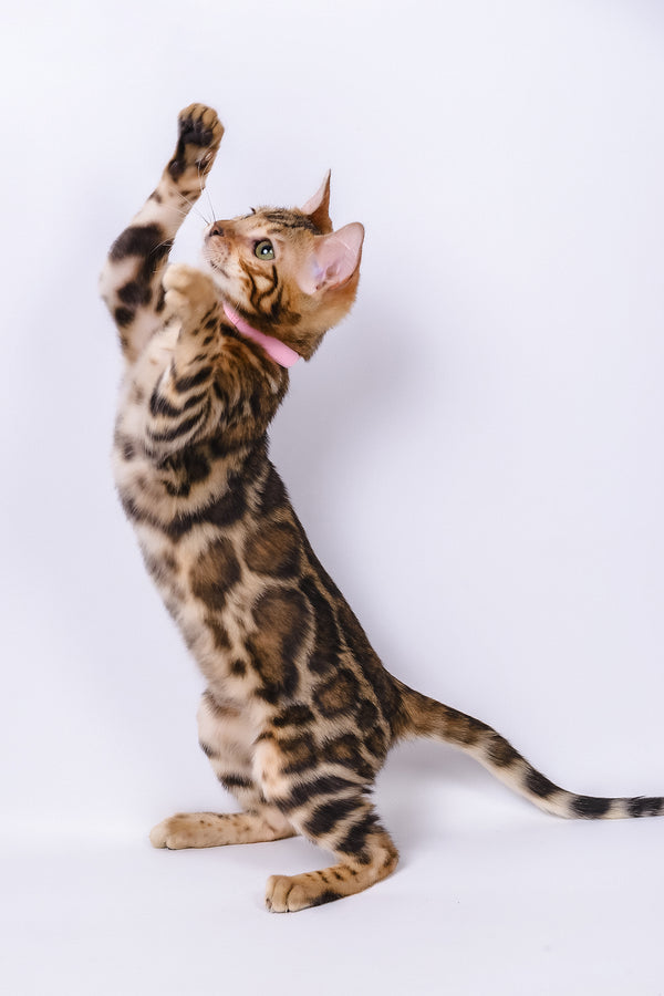 Vanessa | Bengal Kitten