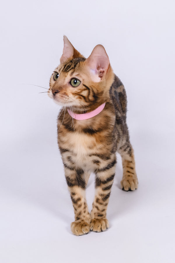 Vanessa | Bengal Kitten