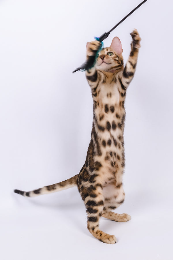 Vanessa | Bengal Kitten