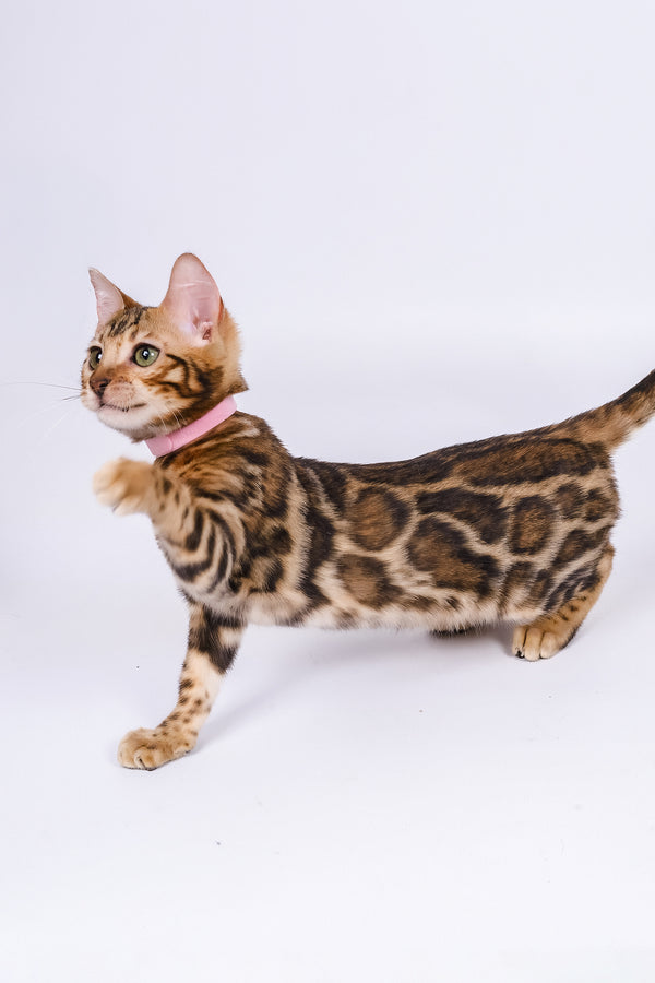 Vanessa | Bengal Kitten