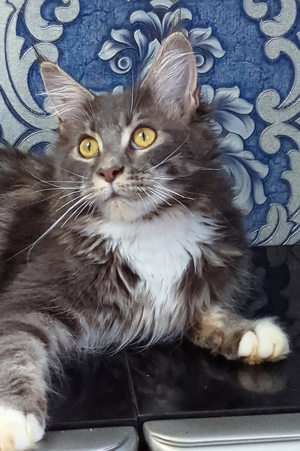 Valeria | Maine Coon Kitten