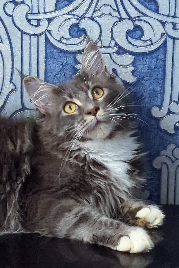 Valeria | Maine Coon Kitten