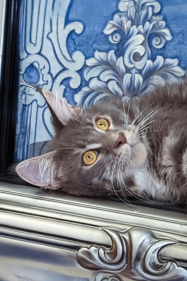 Valeria | Maine Coon Kitten