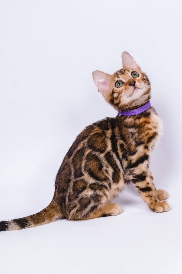 Vanessa | Bengal Kitten
