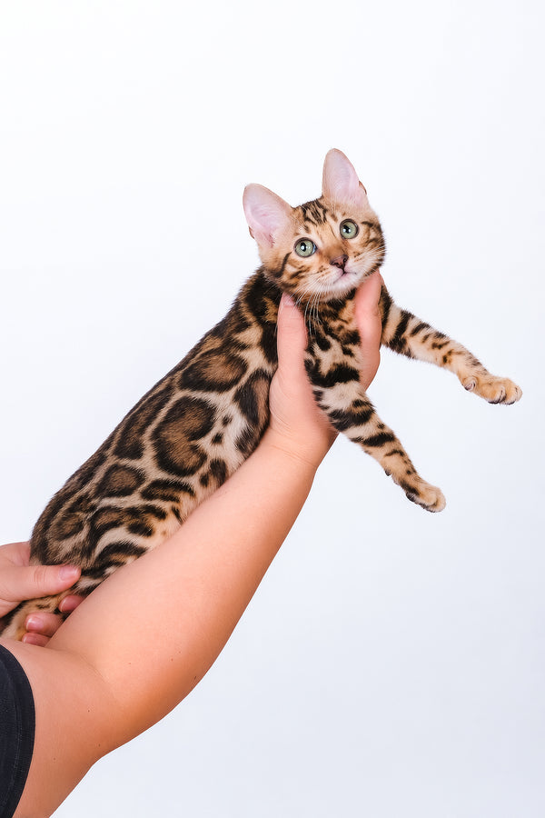 Vanessa | Bengal Kitten