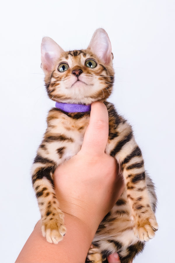 Vanessa | Bengal Kitten