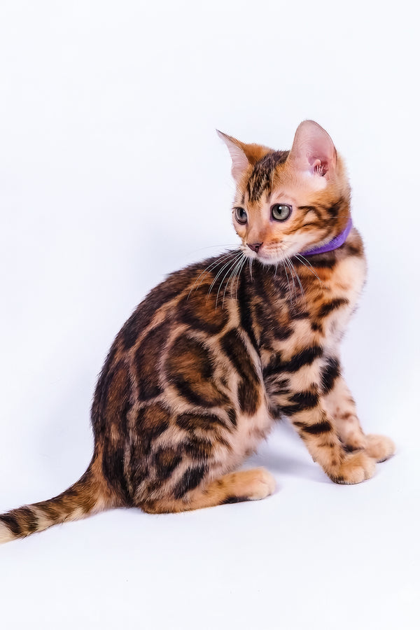 Vanessa | Bengal Kitten
