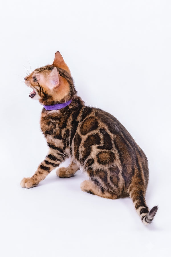 Vanessa | Bengal Kitten