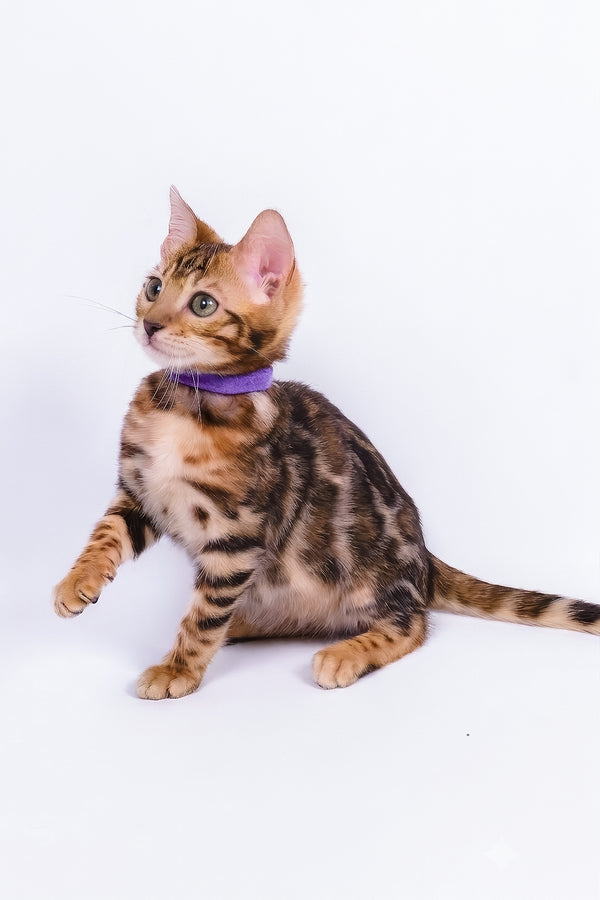 Vanessa | Bengal Kitten