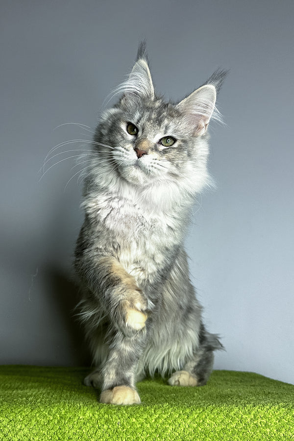 Veda | Maine Coon Kitten